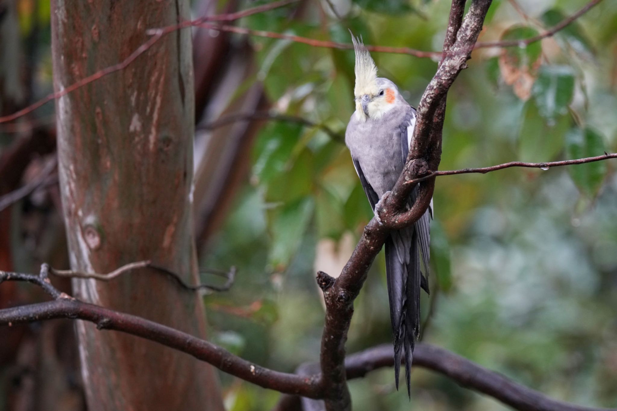 キャンベルタウン野鳥の森 オカメインコの写真