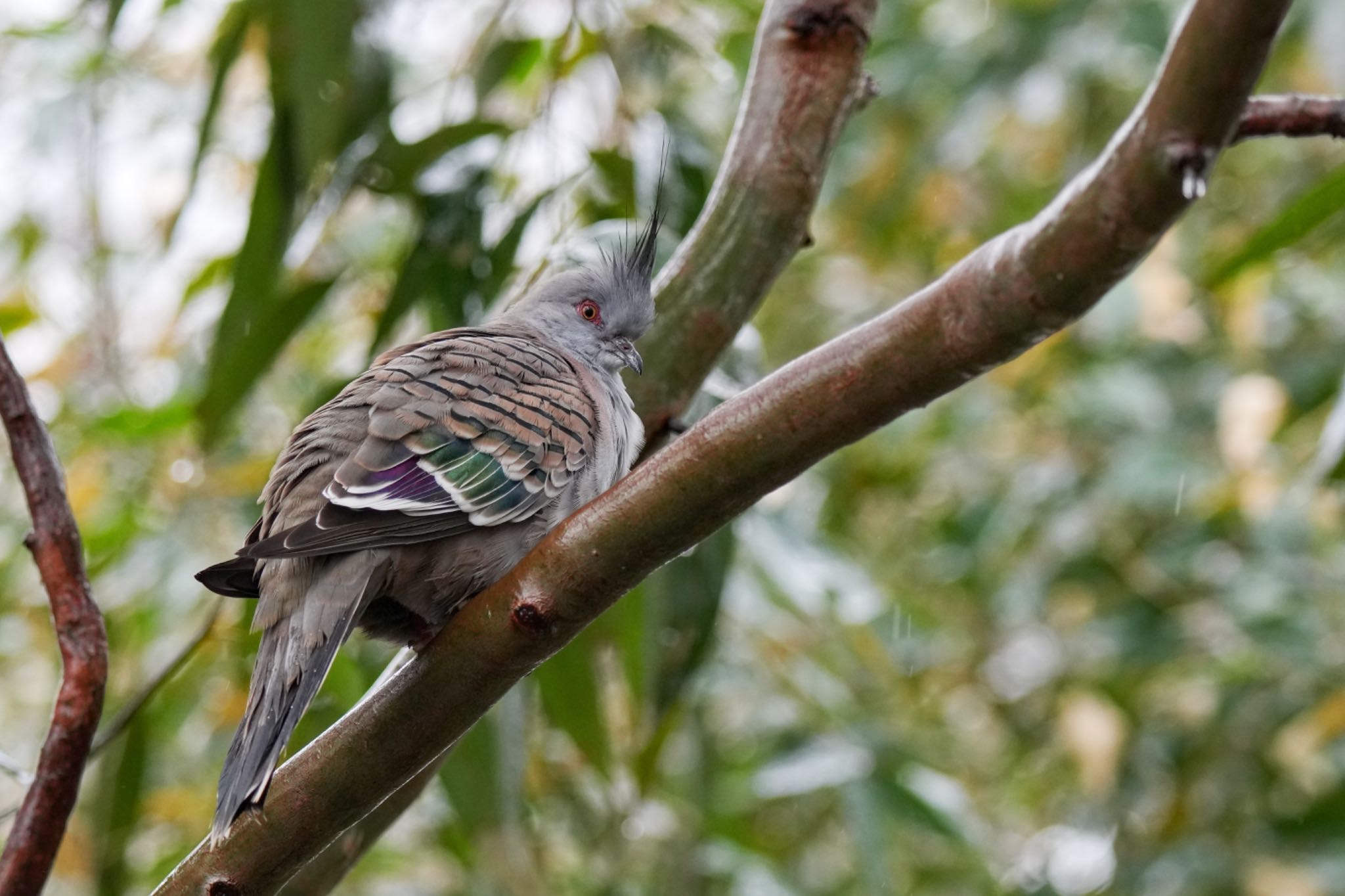 キャンベルタウン野鳥の森 レンジャクバトの写真