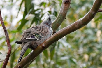 Crested Pigeon キャンベルタウン野鳥の森 Sat, 3/25/2023