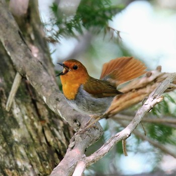 Japanese Robin 上高地 Sat, 5/19/2018