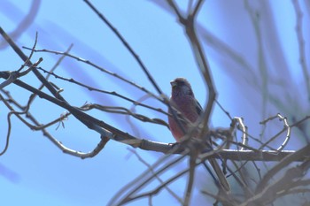 Siberian Long-tailed Rosefinch 禄剛崎 Wed, 3/29/2023