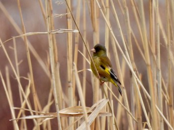 Grey-capped Greenfinch 兵庫県明石市 Mon, 3/27/2023