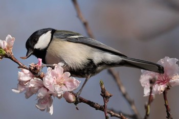 2023年3月29日(水) 浅羽ビオトープの野鳥観察記録