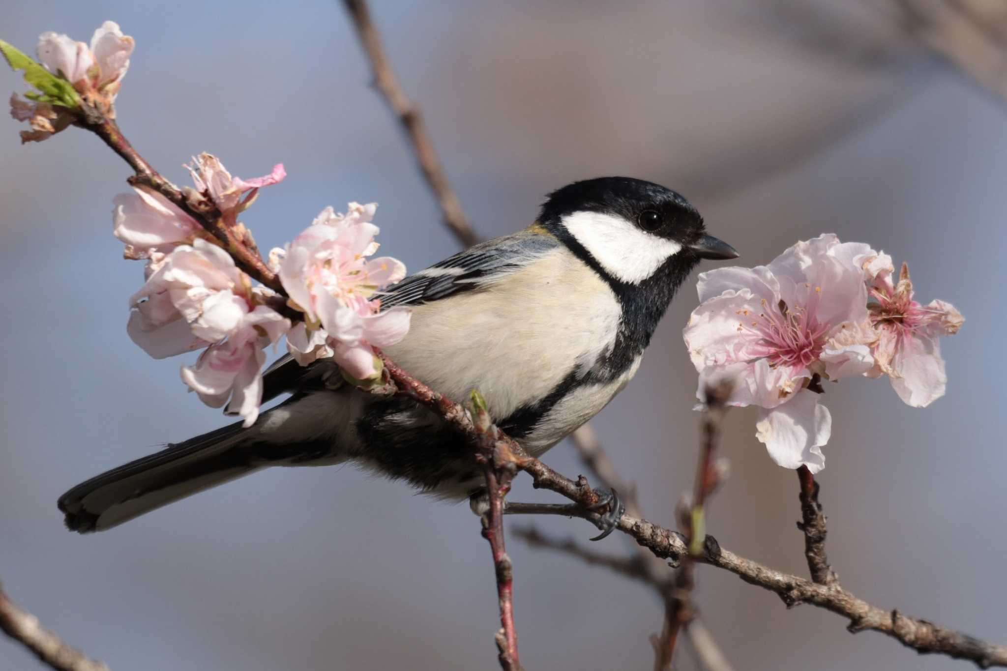 Japanese Tit