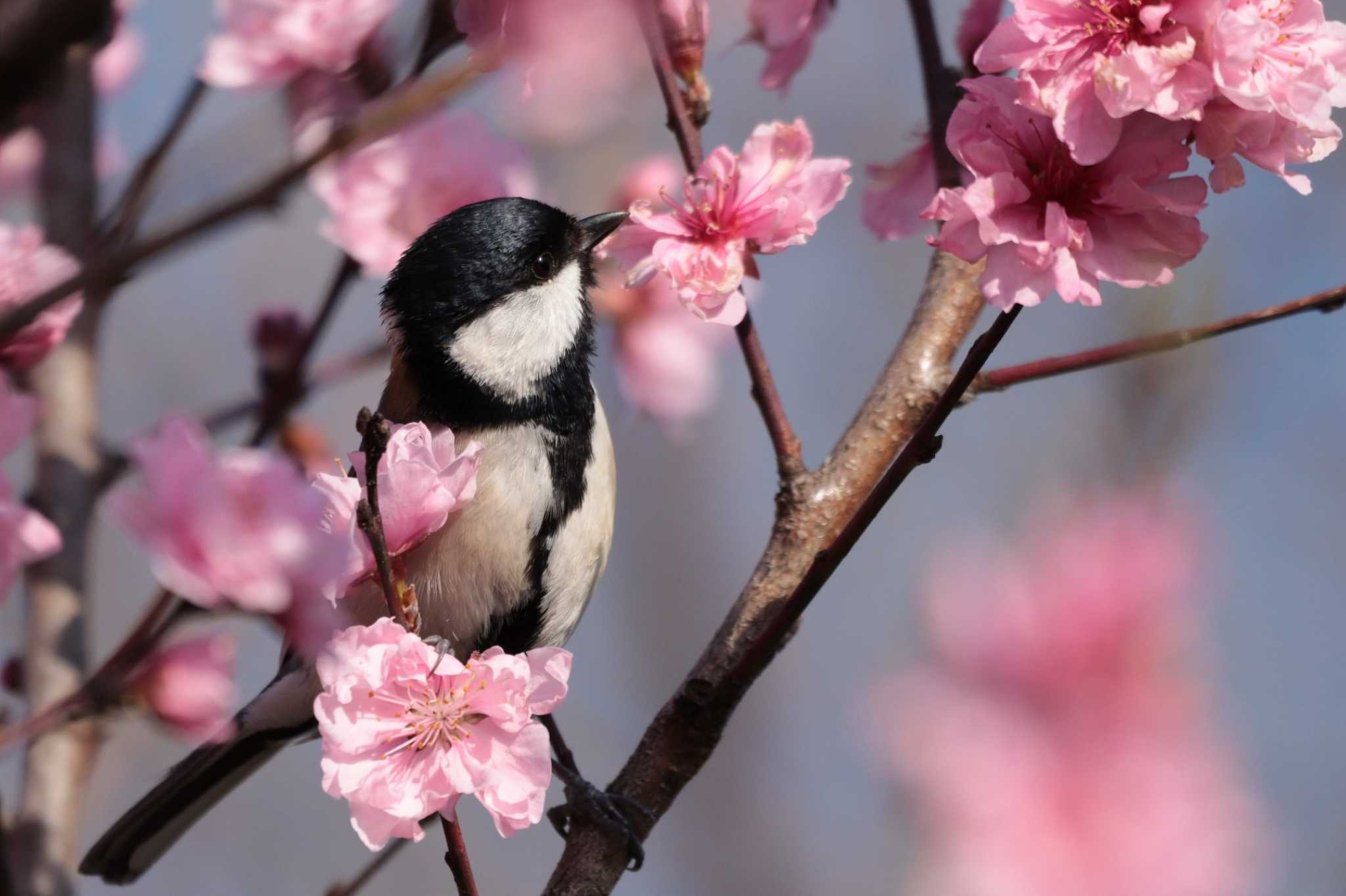 Japanese Tit