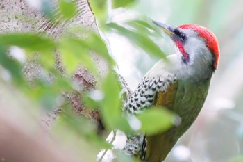 Japanese Green Woodpecker Higashitakane Forest park Sun, 3/5/2023