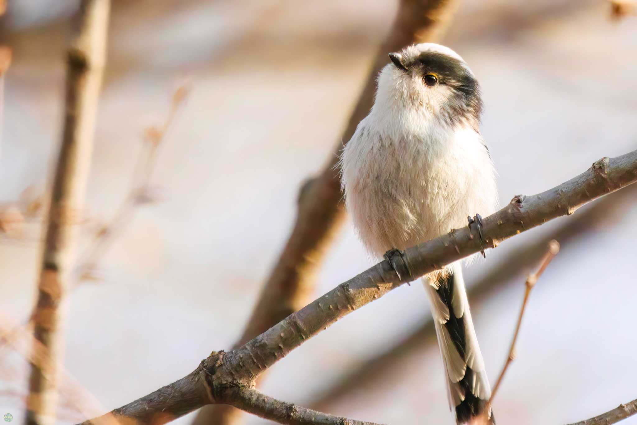 Photo of Long-tailed Tit at Higashitakane Forest park by d3_plus