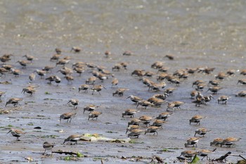 2018年5月19日(土) 五主海岸の野鳥観察記録