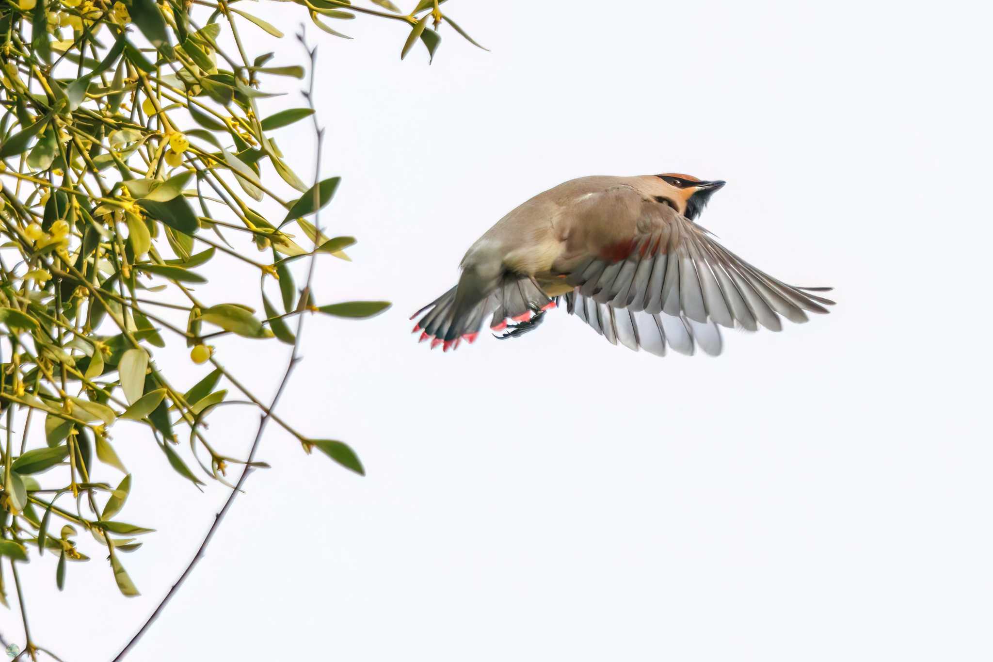 Photo of Japanese Waxwing at Higashitakane Forest park by d3_plus