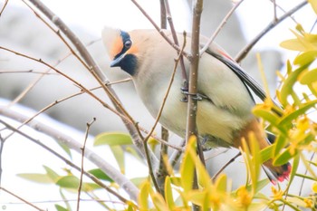 Japanese Waxwing Higashitakane Forest park Sun, 3/5/2023