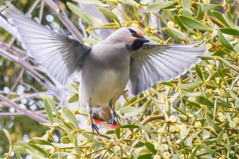 Japanese Waxwing Higashitakane Forest park Sun, 3/5/2023