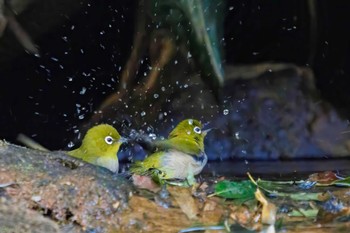 Warbling White-eye 生田緑地 Sun, 2/26/2023