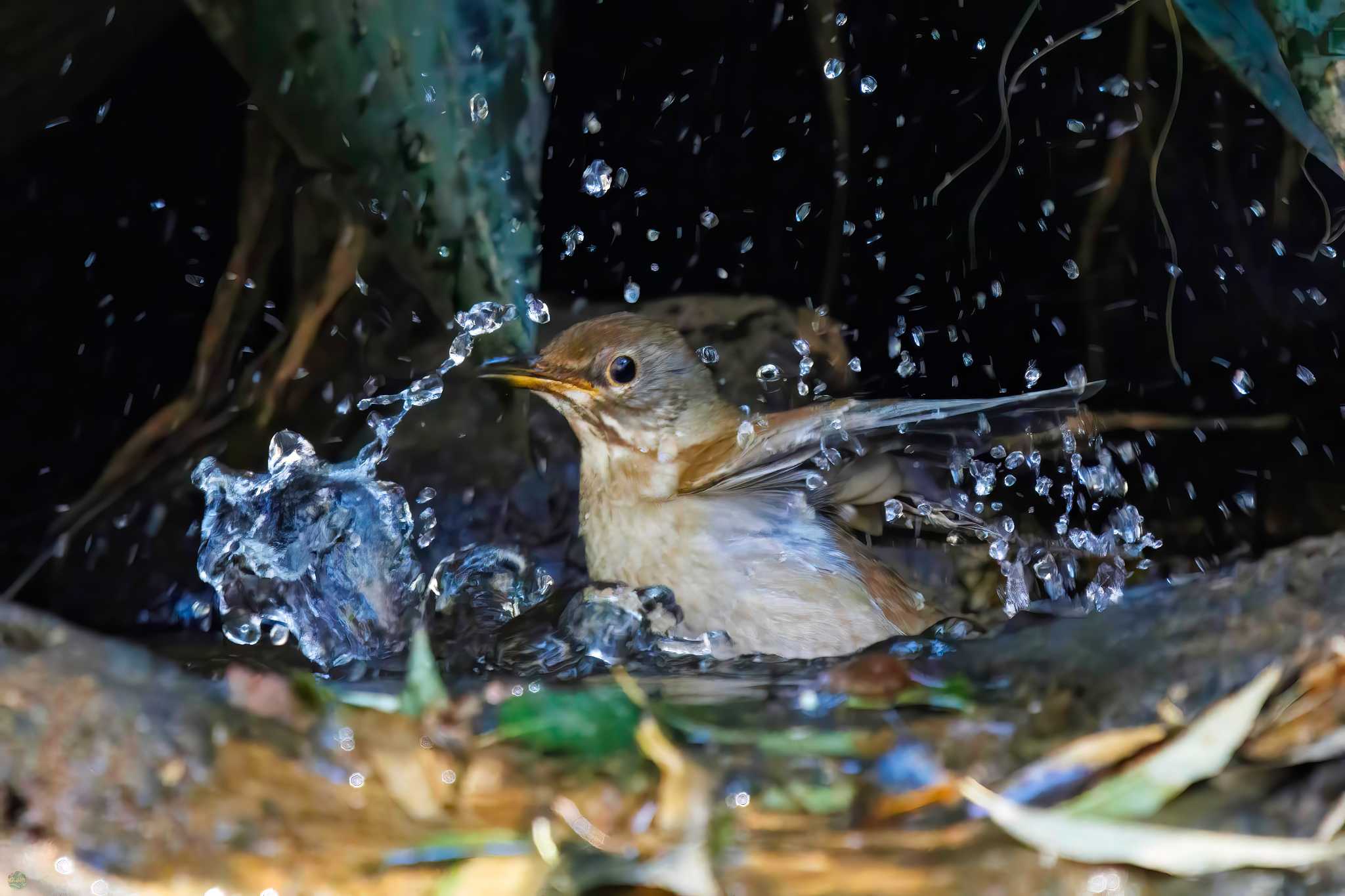 Pale Thrush