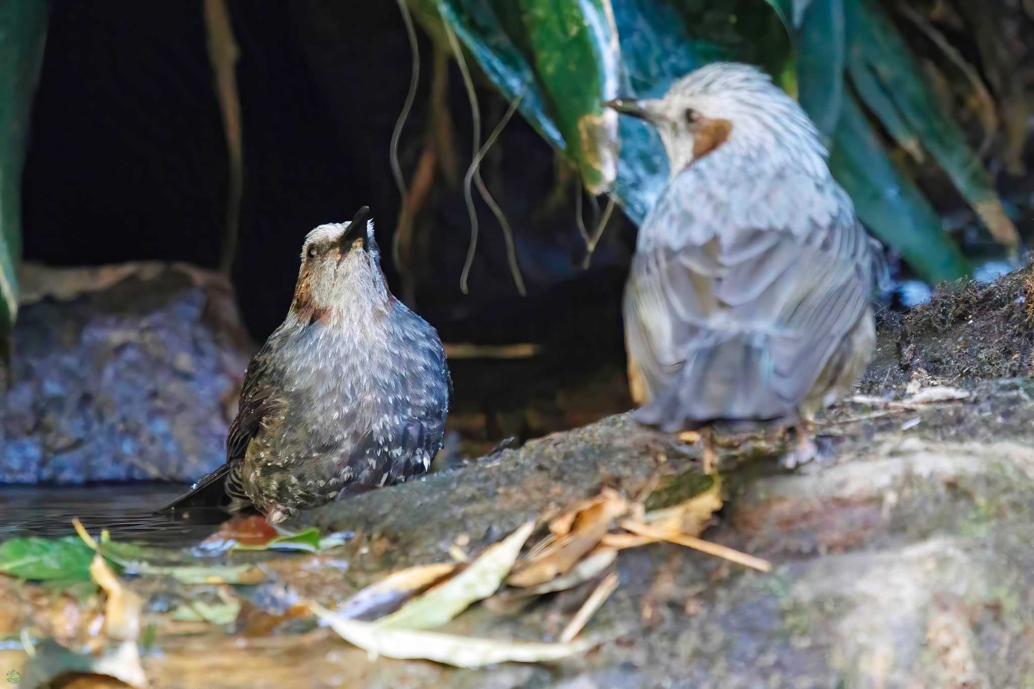 Brown-eared Bulbul