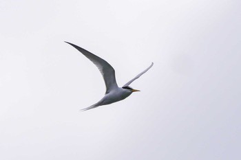 Little Tern Koyaike Park Wed, 5/9/2018