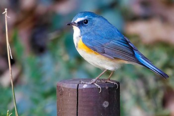 Red-flanked Bluetail 生田緑地 Sun, 2/26/2023