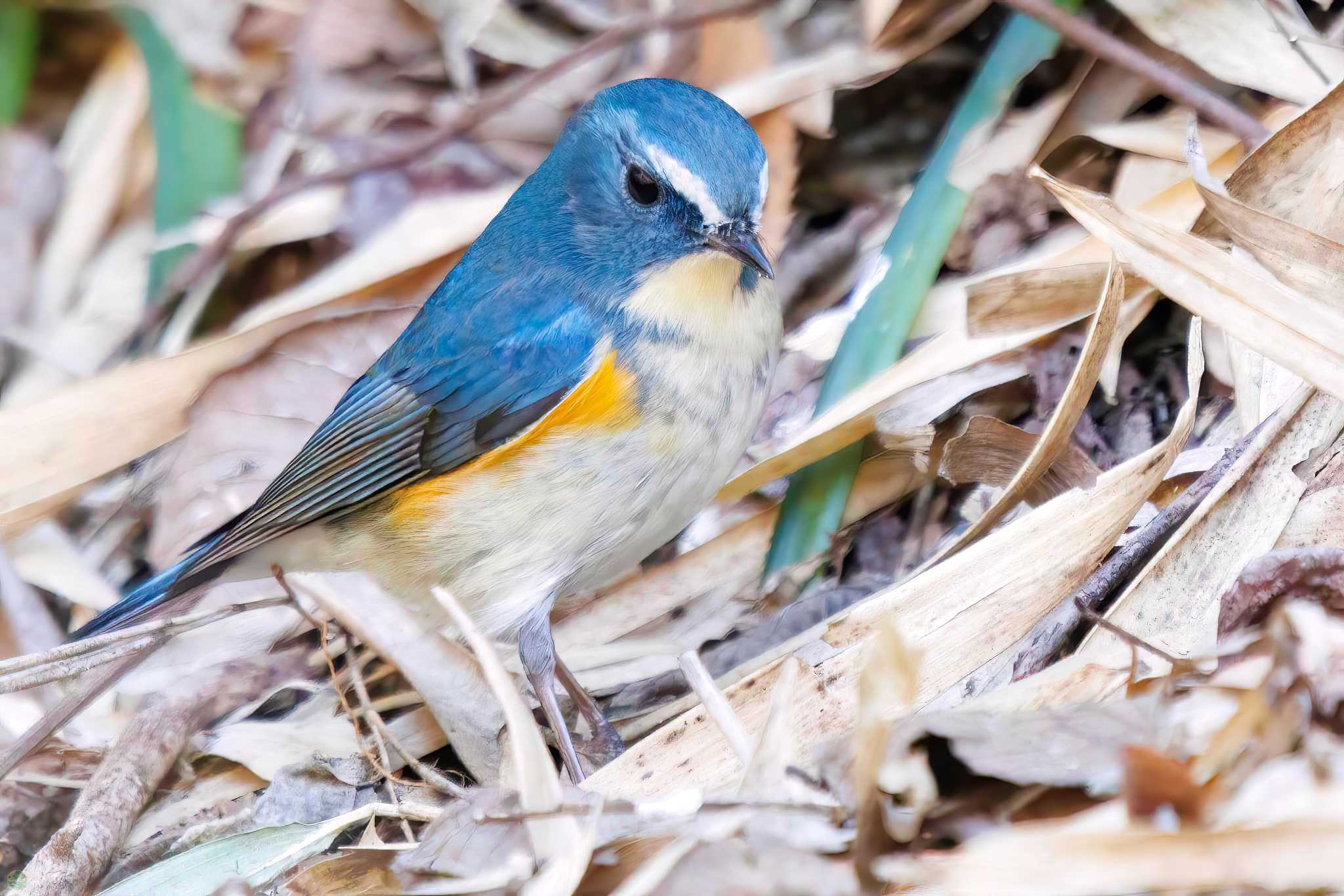 生田緑地 ルリビタキの写真