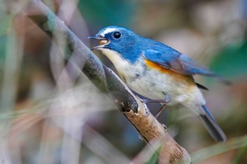 Red-flanked Bluetail 生田緑地 Sun, 2/26/2023