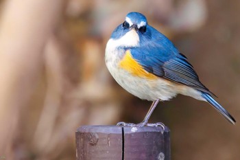 2023年2月26日(日) 生田緑地の野鳥観察記録