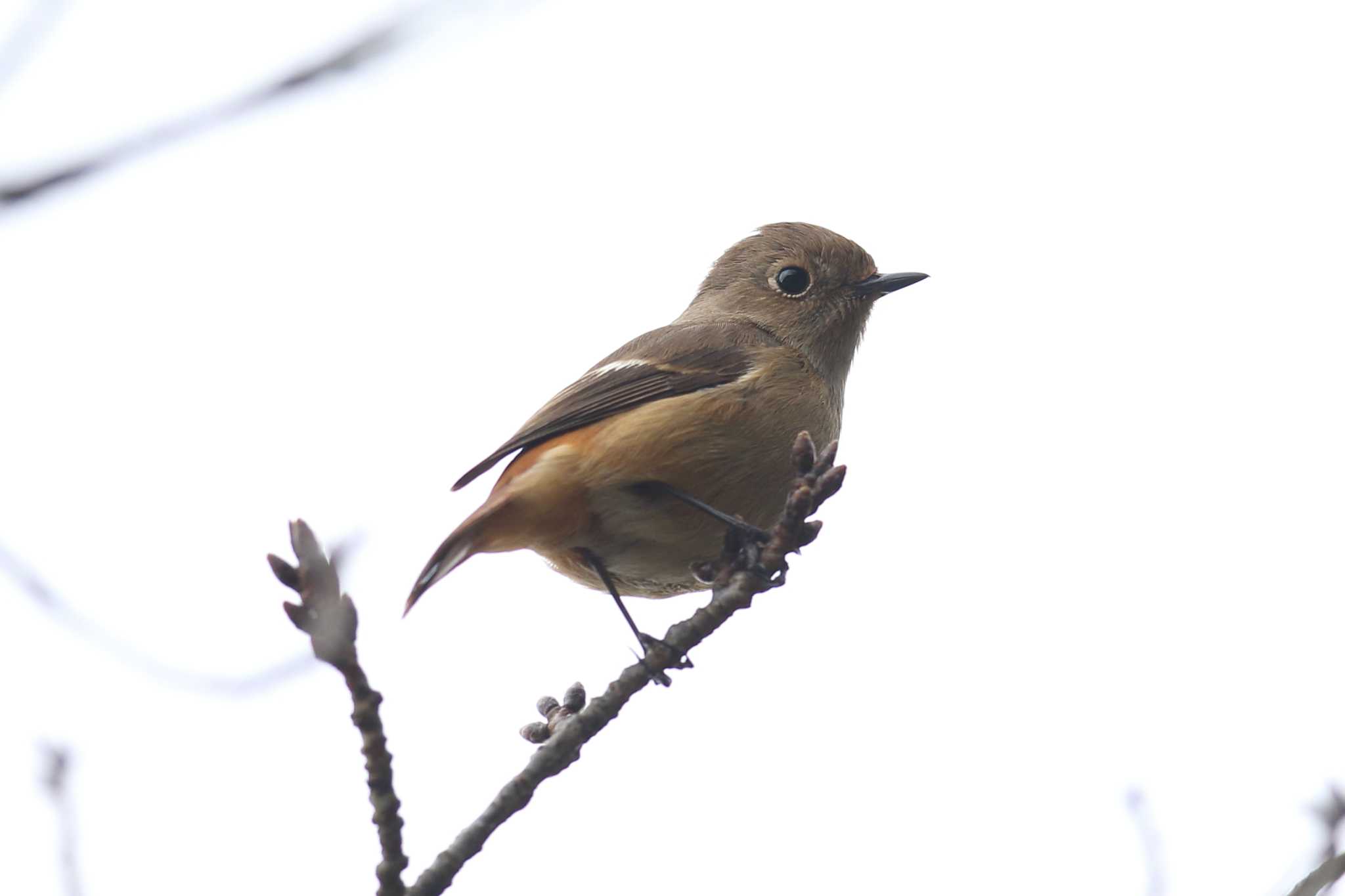 明石公園のジョウビタキ