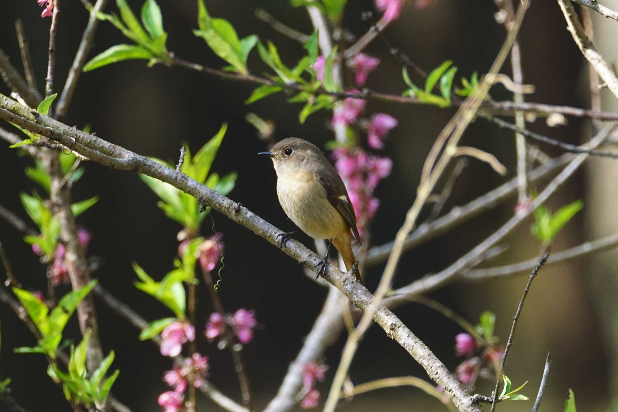 高崎自然の森 ジョウビタキの写真 by ぱ〜る