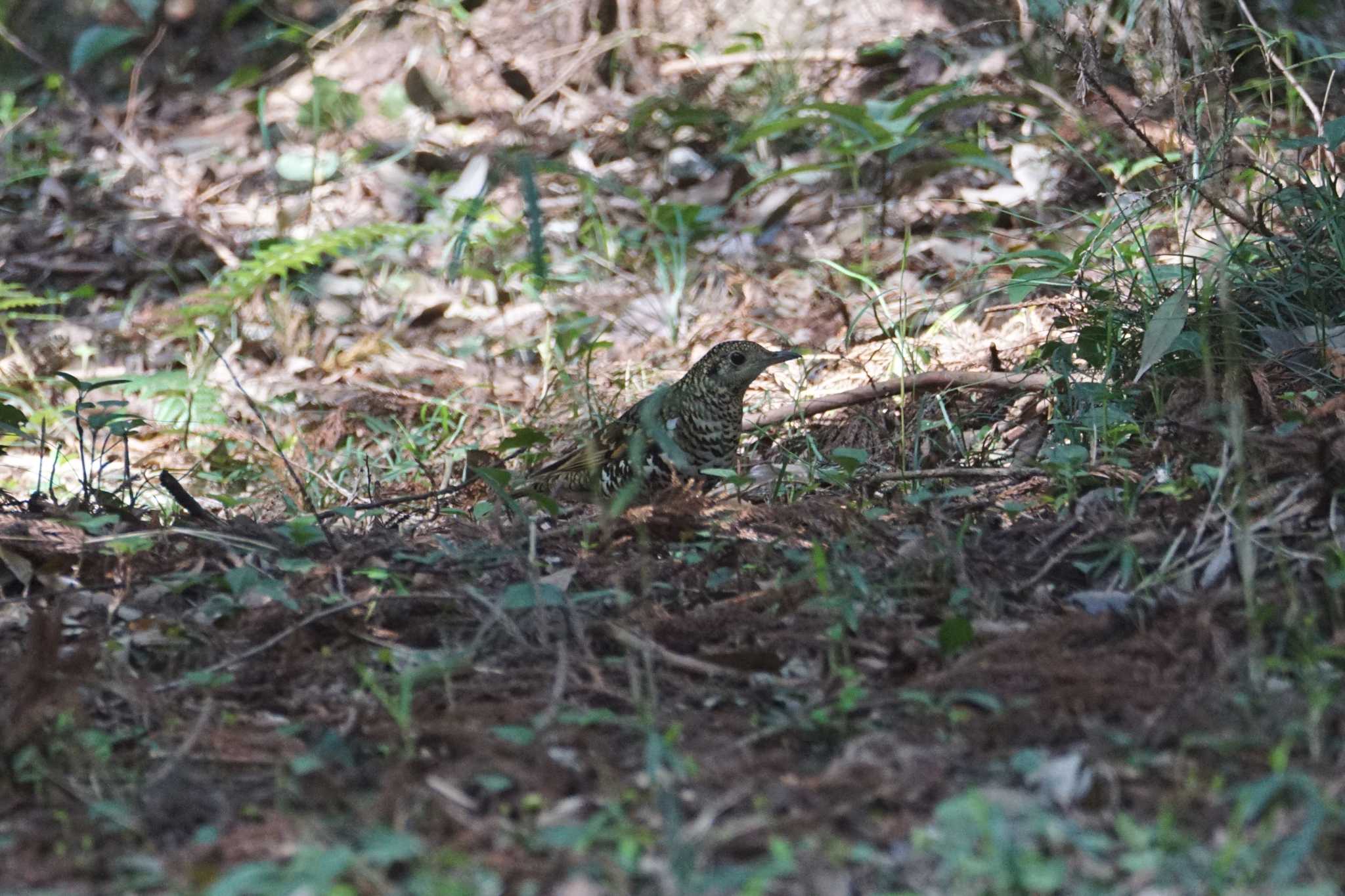 高崎自然の森 トラツグミの写真