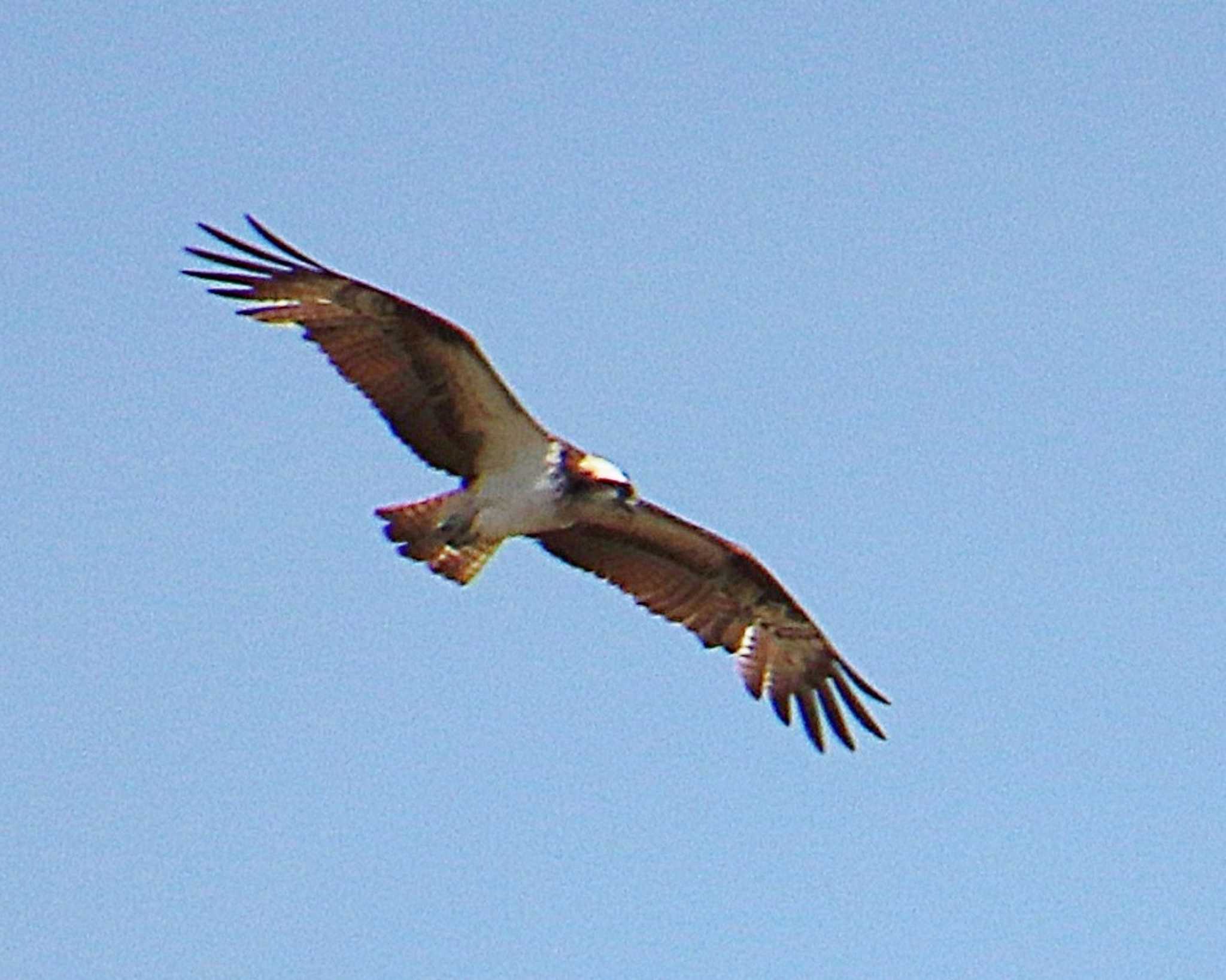 Osprey