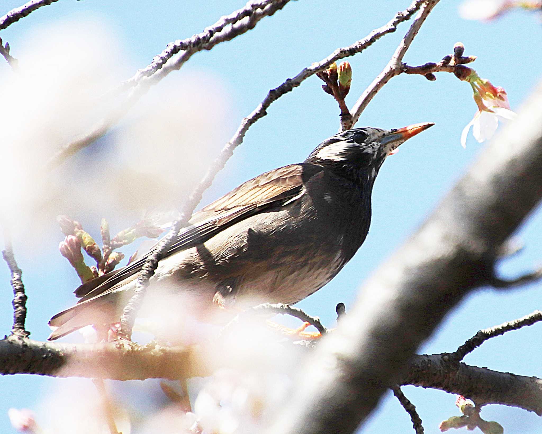 White-cheeked Starling