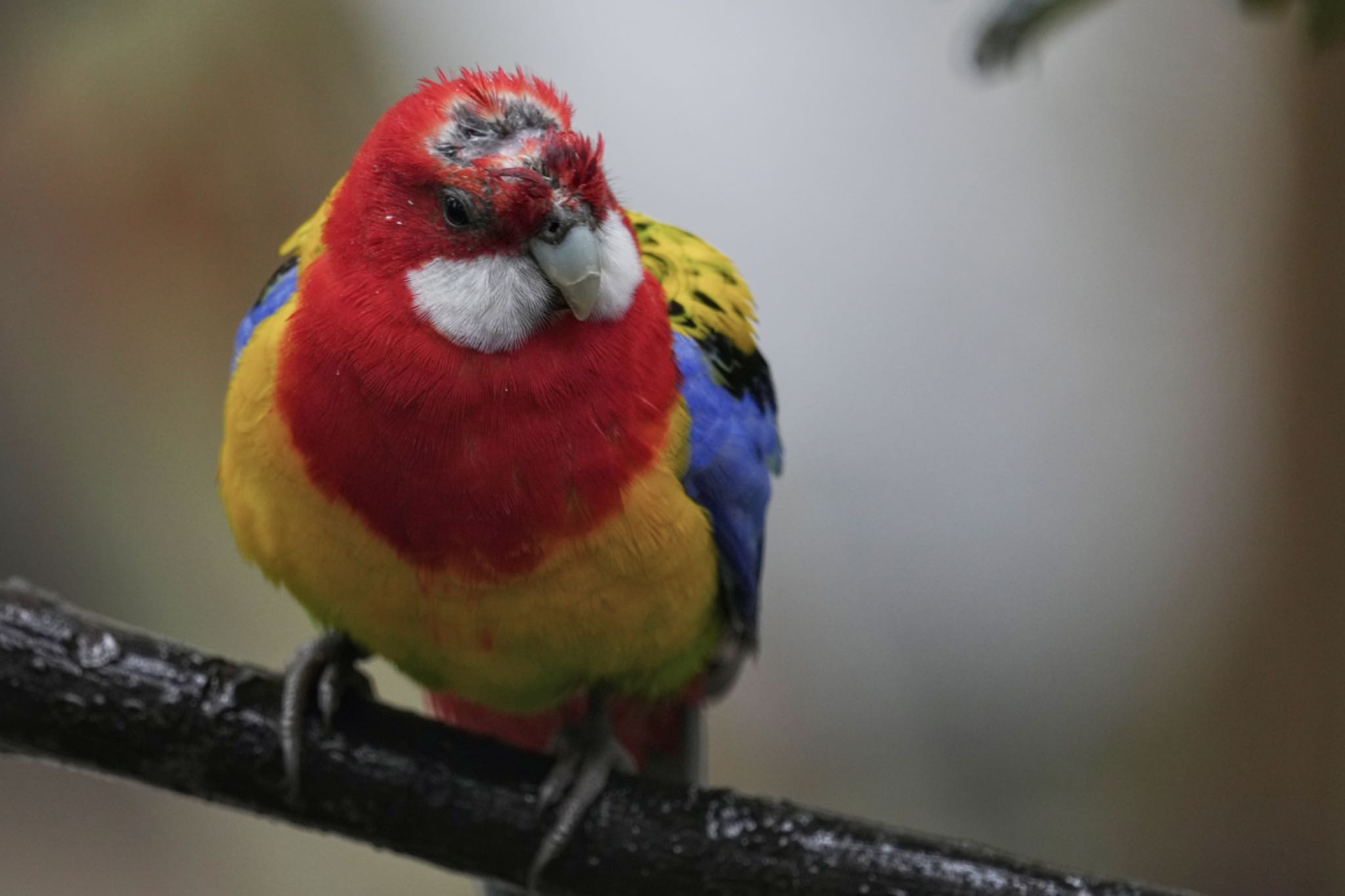 キャンベルタウン野鳥の森 ナナクサインコの写真 by アポちん