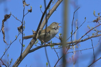 Japanese Bush Warbler 滋賀県甲賀市甲南町創造の森 Wed, 3/29/2023