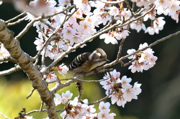 コゲラ 滋賀県甲賀市甲南町創造の森 2023年3月29日(水)