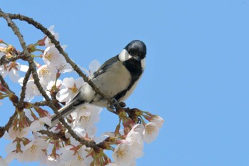 シジュウカラ 滋賀県甲賀市甲南町創造の森 2023年3月29日(水)