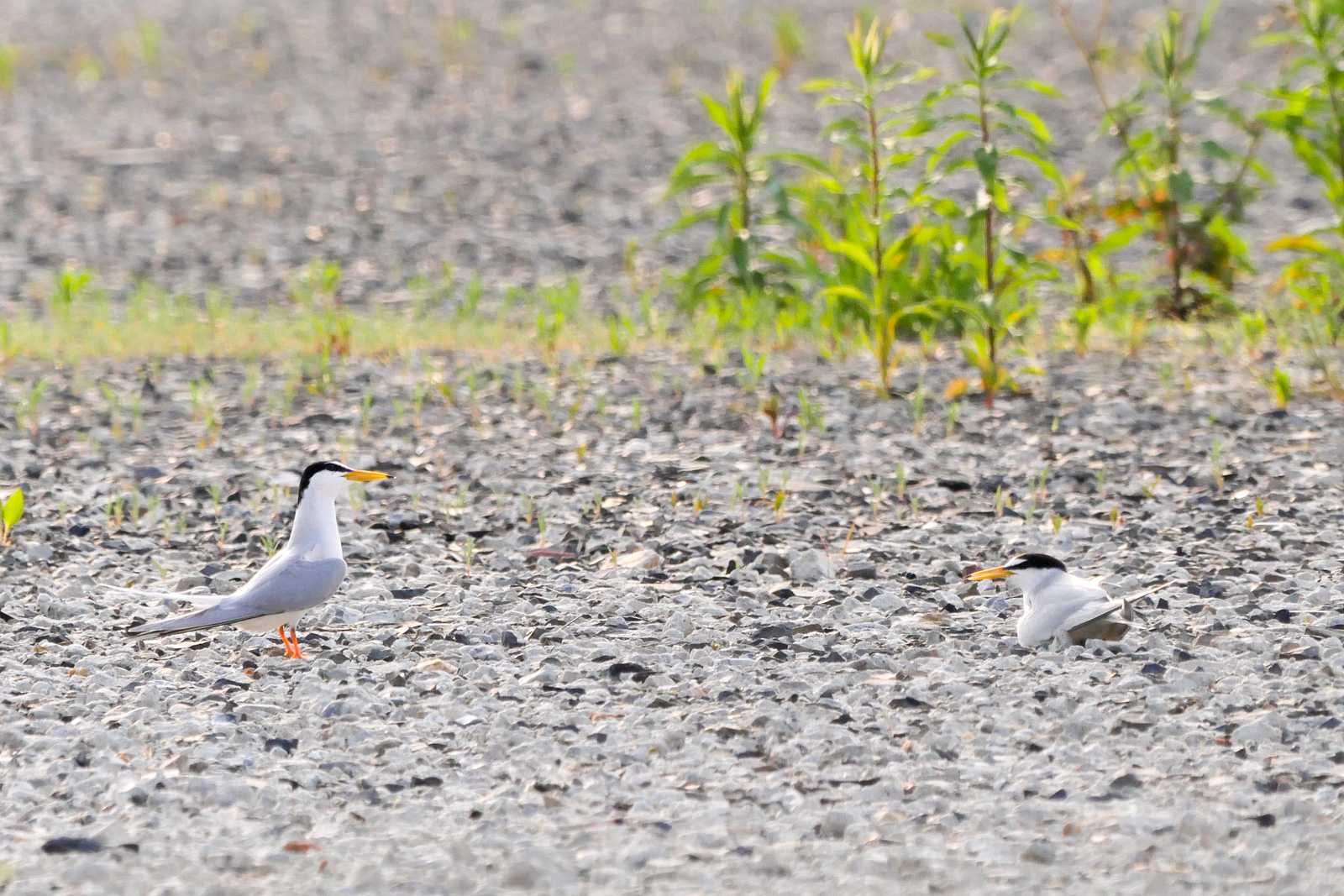 Photo of Little Tern at 岐阜県羽島市 by  Lapolapola Birds