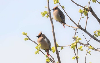 2023年3月29日(水) 野崎川流域(知多市)の野鳥観察記録