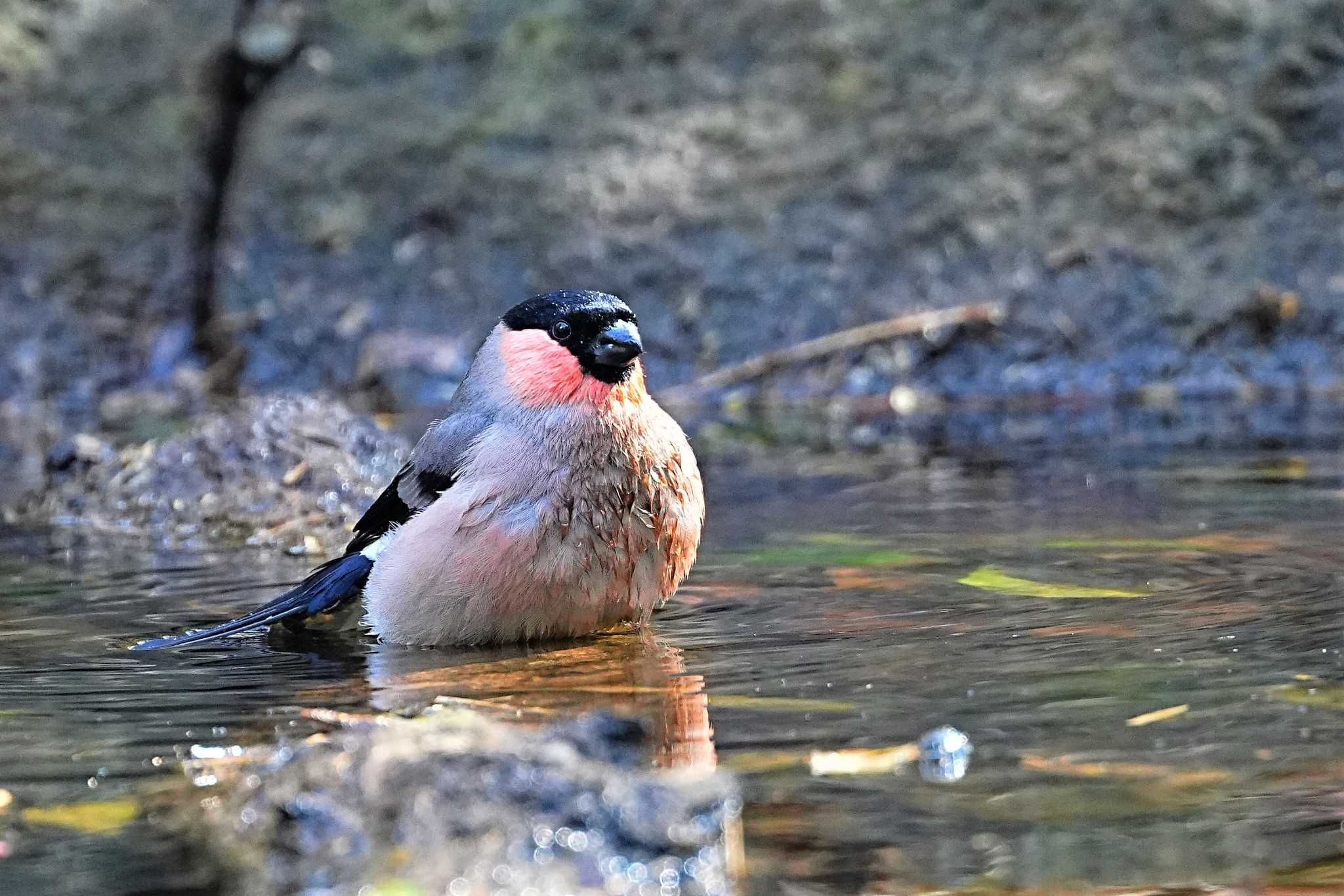 八溝休養公園 アカウソの写真