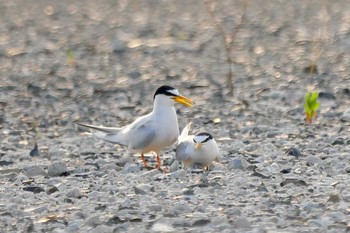 コアジサシ 岐阜県羽島市 2018年5月17日(木)