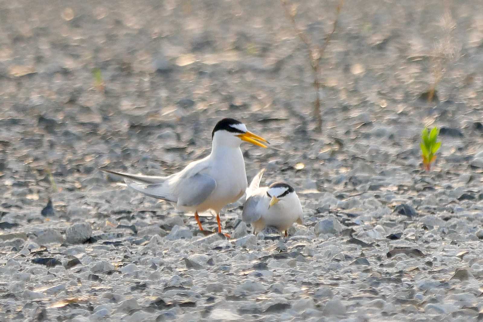 岐阜県羽島市 コアジサシの写真 by  Lapolapola Birds