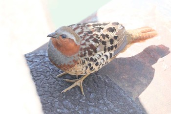 Wed, 3/29/2023 Birding report at 美濃川河口(知多市)