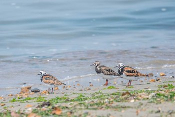 キョウジョシギ 魚住海岸 2018年5月14日(月)