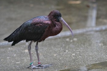 Glossy Ibis キャンベルタウン野鳥の森 Sat, 3/25/2023