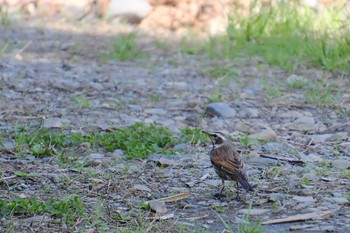 Dusky Thrush 那珂川 Wed, 3/29/2023