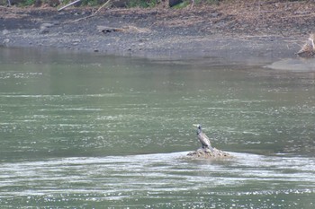 Great Cormorant 那珂川 Wed, 3/29/2023