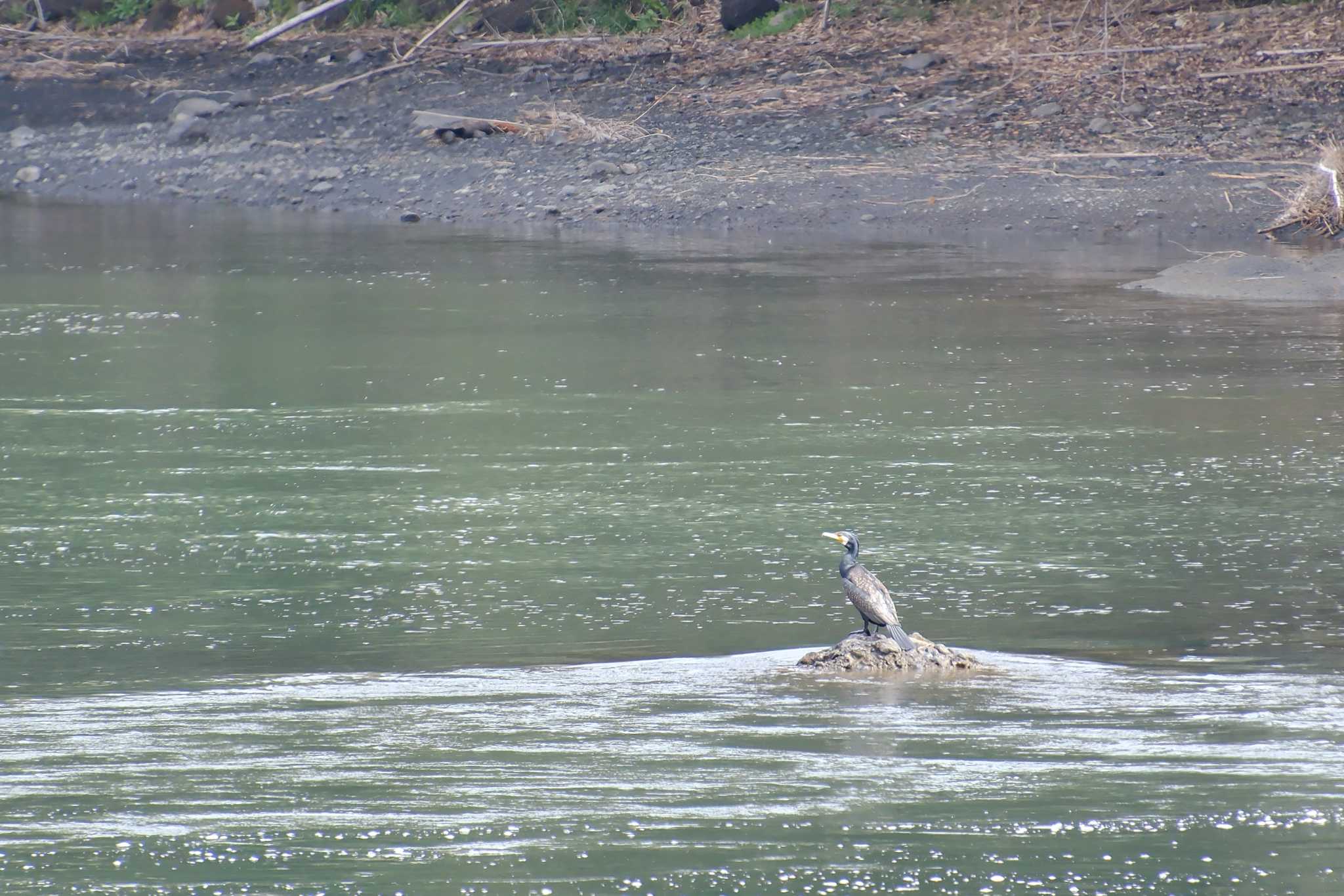 Great Cormorant