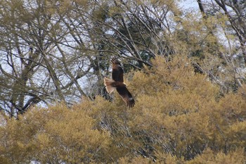 トビ 那珂川 2023年3月29日(水)