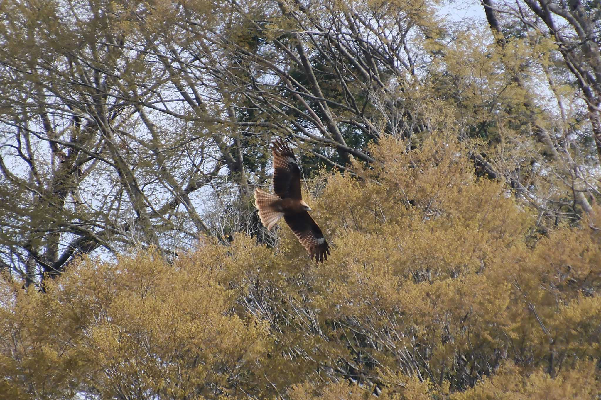 Photo of Black Kite at 那珂川 by MNB EBSW