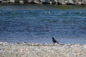 ハシボソガラス 那珂川 2023年3月29日(水)