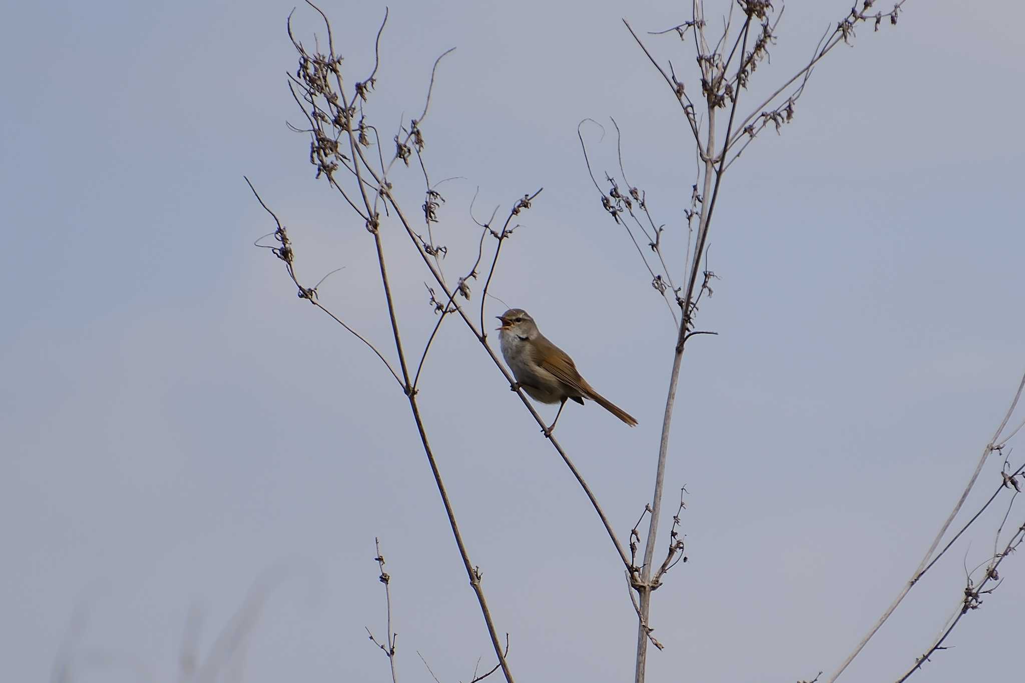 Japanese Bush Warbler