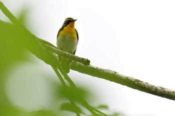 Sat, 5/19/2018 Birding report at 滋賀県甲賀市甲南町創造の森