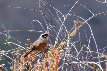 Meadow Bunting 御前山ダム(常陸大宮市) Wed, 3/29/2023