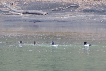 Tufted Duck 那珂川 Wed, 3/29/2023